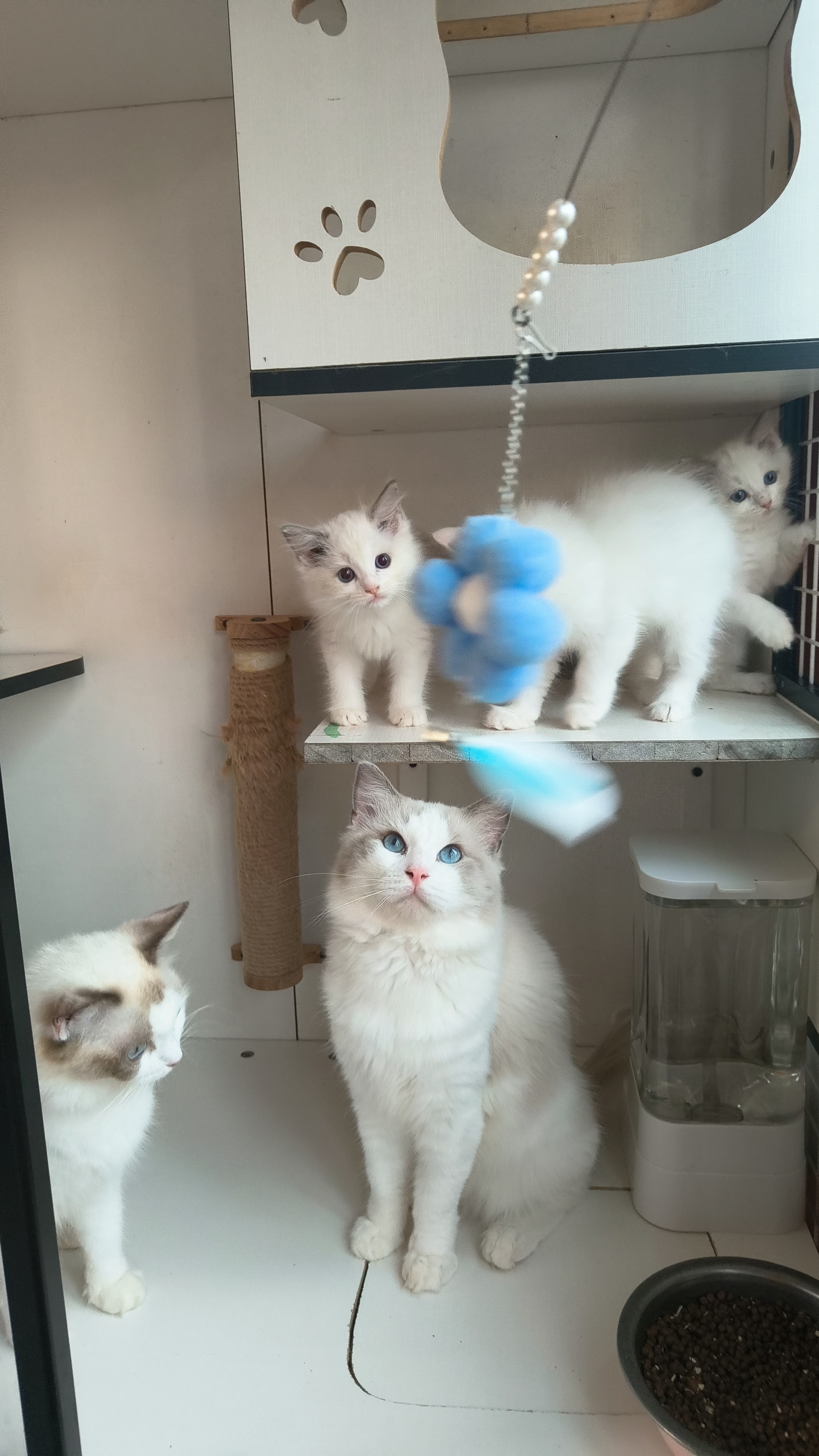 家养布偶猫,弟弟妹妹都有,健康无藓,浅色系布偶,喜欢的来！